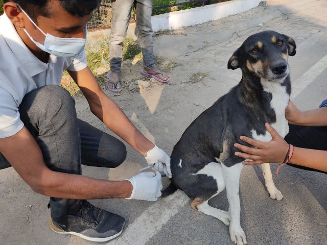 Animal Help